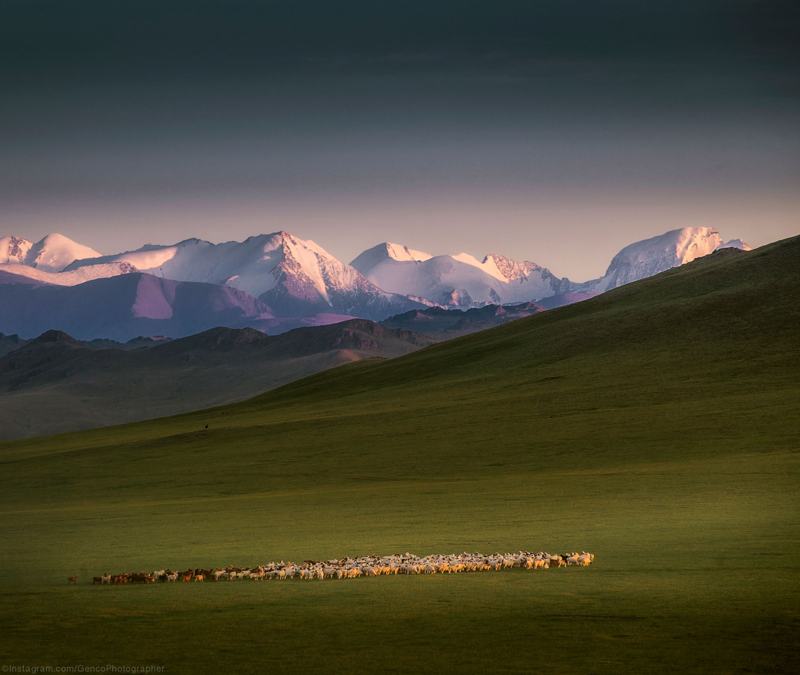 Snow-capped mountains above the steppe at dusk, with a herd in the foreground