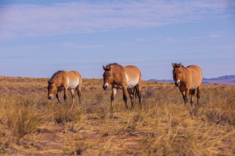 Two Przewalski’s horses on dry grassland